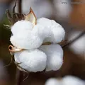 الیاف پنبه