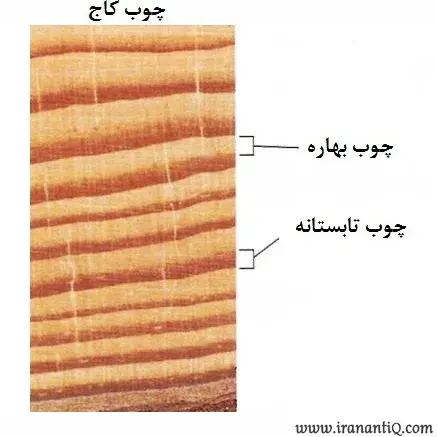 چوب بهاره و چوب تابستانه